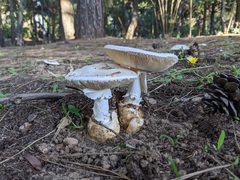 Amanita proxima