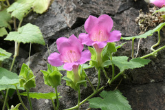 Lophospermum erubescens