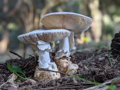 Amanita proxima
