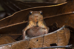 Borneo Big Sticky Frog photo 2