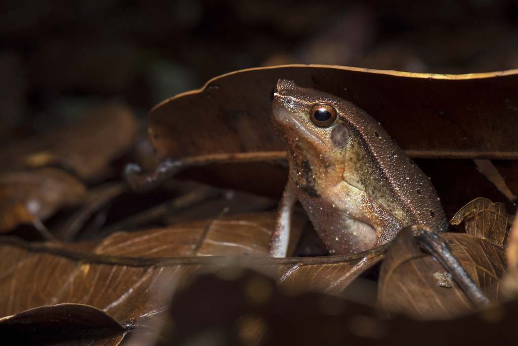 Borneo Big Sticky Frog