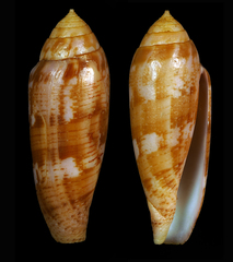 Conus blatteus