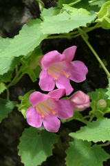 Lophospermum erubescens