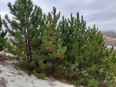 Pinus nigra pallasiana