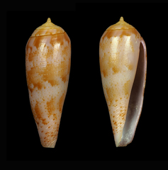 Conus blatteus