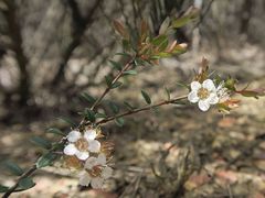 Euryomyrtus denticulata