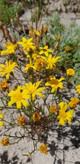 Steirodiscus tagetes