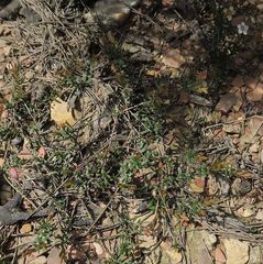 Euryomyrtus denticulata