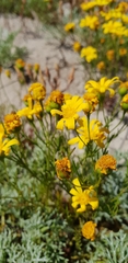 Steirodiscus tagetes