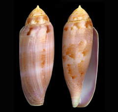 Conus blatteus