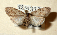 Nola confusalis