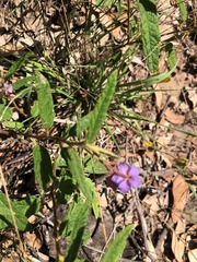 Seringia corollata