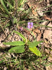Seringia corollata