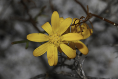 Steirodiscus speciosus