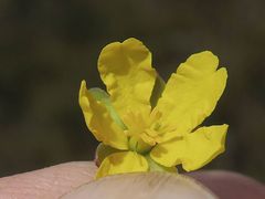Hibbertia pachynemidium