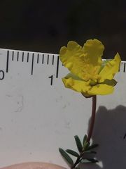 Hibbertia pachynemidium