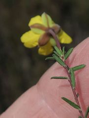 Hibbertia pachynemidium