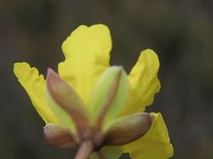 Hibbertia pachynemidium