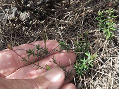 Hibbertia pachynemidium