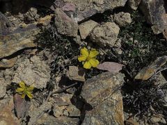 Hibbertia pachynemidium