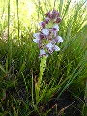 Disa obtusa