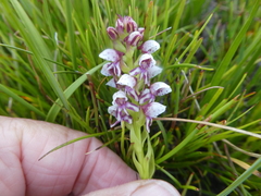 Disa obtusa
