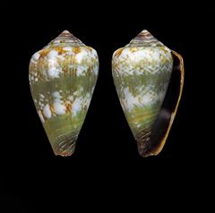 Conus boavistensis