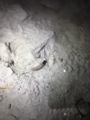 Dysmicohermes ingens