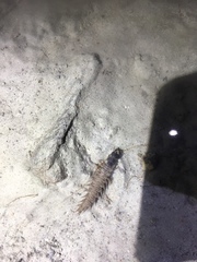 Dysmicohermes ingens