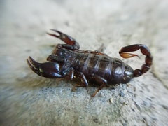 Euscorpius mingrelicus