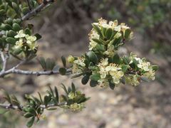 Micrantheum hexandrum