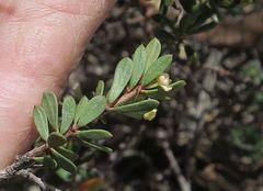 Micrantheum hexandrum