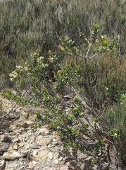 Micrantheum hexandrum