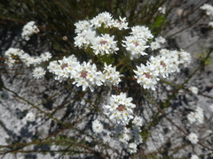 Pseudoselago ascendens