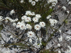 Pseudoselago ascendens