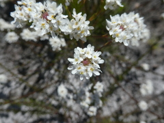 Pseudoselago ascendens