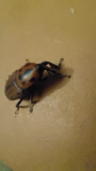 Rhynchophorus ferrugineus