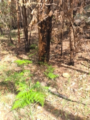 Eucalyptus piperita
