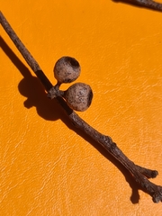 Eucalyptus piperita