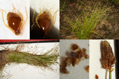 Eleocharis engelmannii