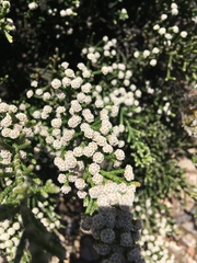 Brunia microphylla