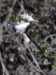 Westringia kydrensis