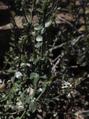 Westringia kydrensis