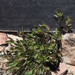 Westringia kydrensis