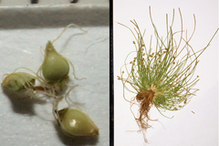 Eleocharis engelmannii