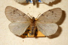 Paidia rica