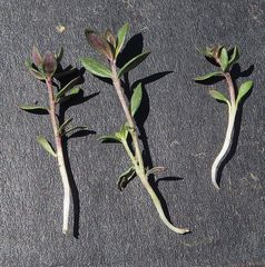 Westringia kydrensis