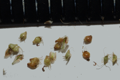 Eleocharis engelmannii