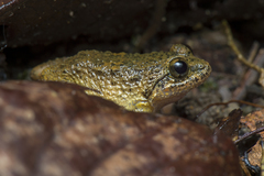 Limnonectes conspicillatus