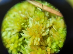 Sphagnum cristatum
